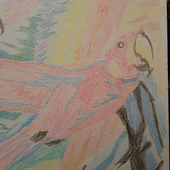 Original Parrots Birds colored pencil Drawing - Picture 3 of 8